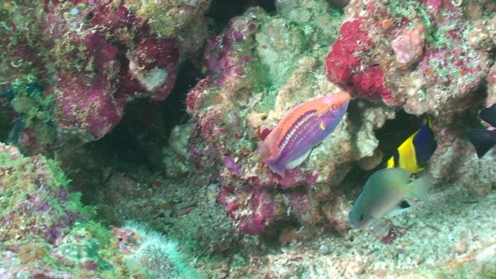 keyframe of organism