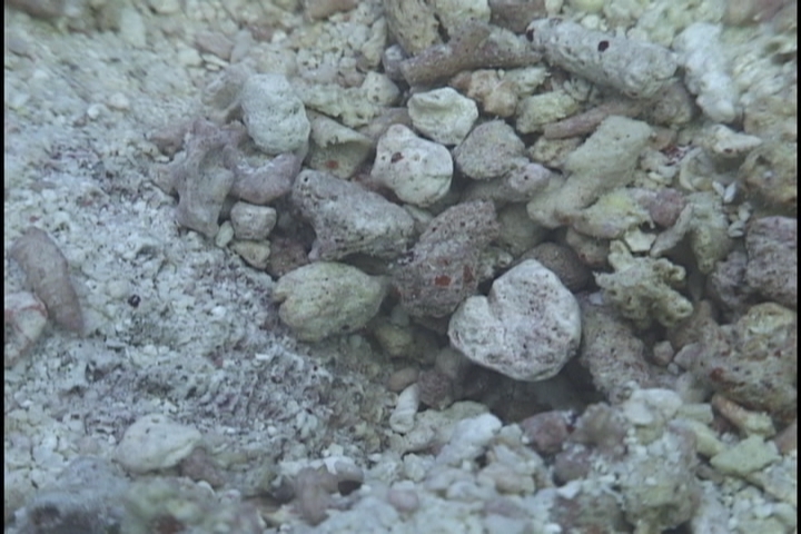 keyframe of organism