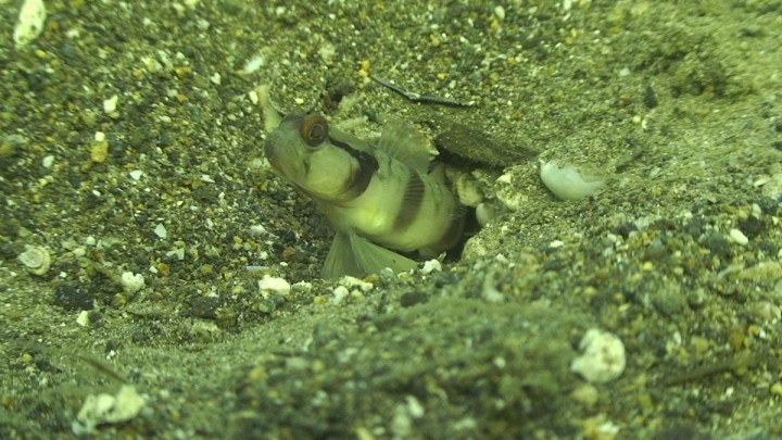 keyframe of organism