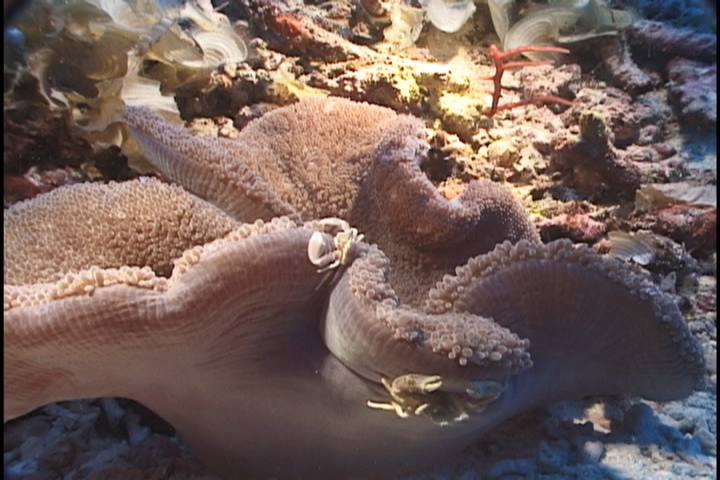 keyframe of organism
