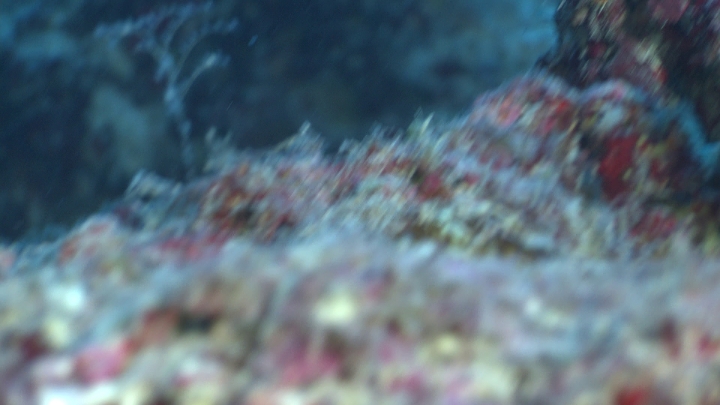 keyframe of organism