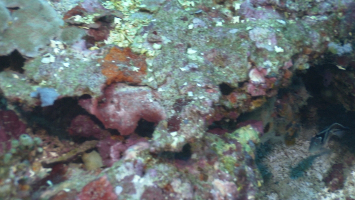 keyframe of organism