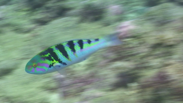 keyframe of organism
