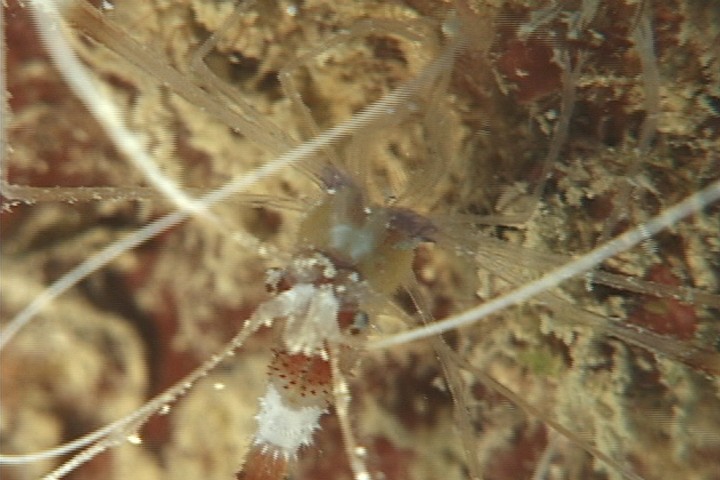 keyframe of organism