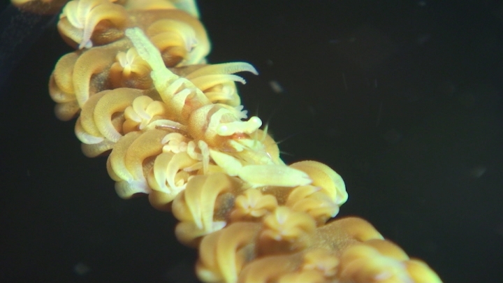 keyframe of organism