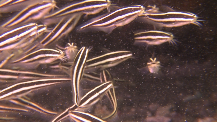 keyframe of organism