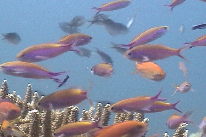 keyframe of organism