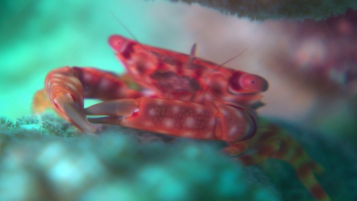 keyframe of organism