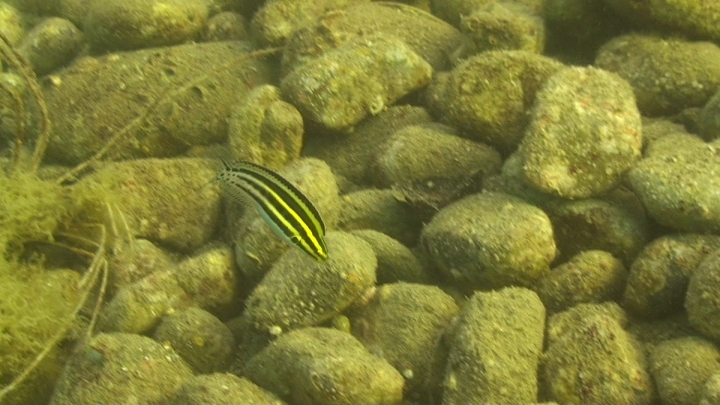 keyframe of organism