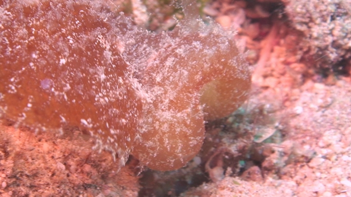 keyframe of organism