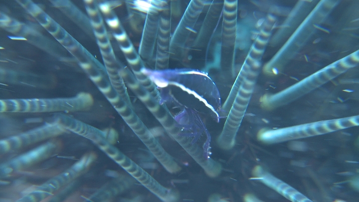 keyframe of organism