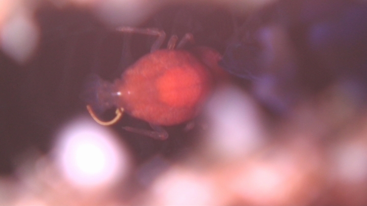 keyframe of organism