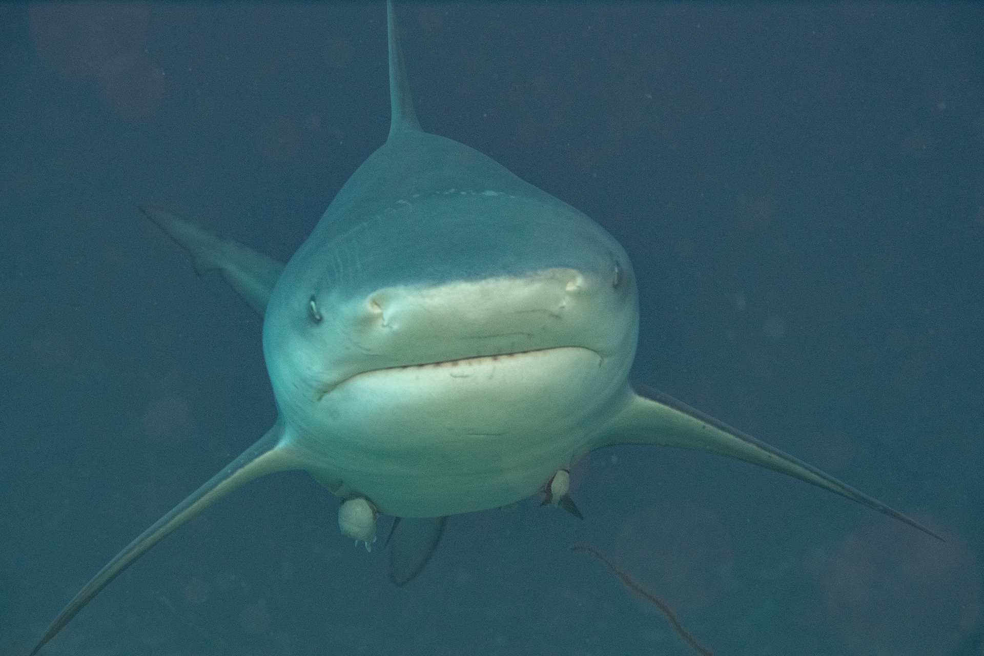 Full Resolution Image