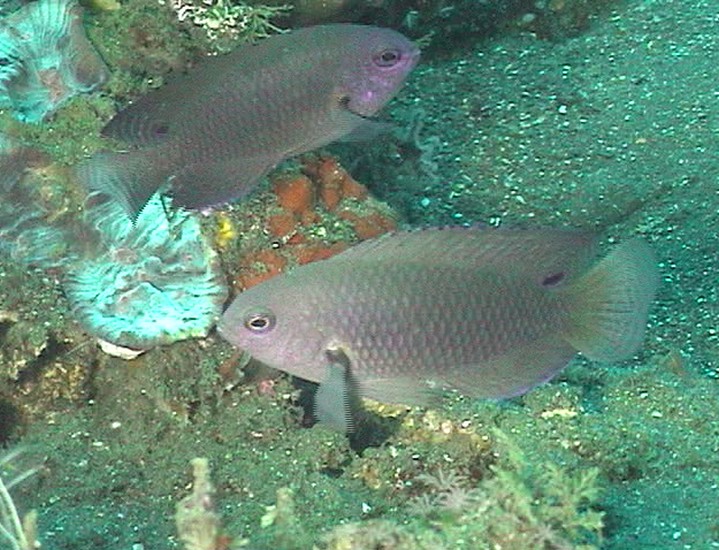 keyframe of organism