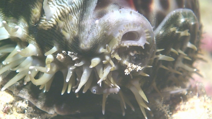 keyframe of organism