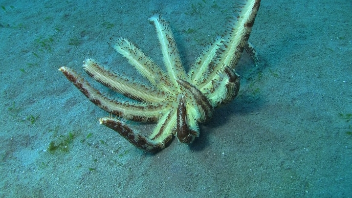 keyframe of organism