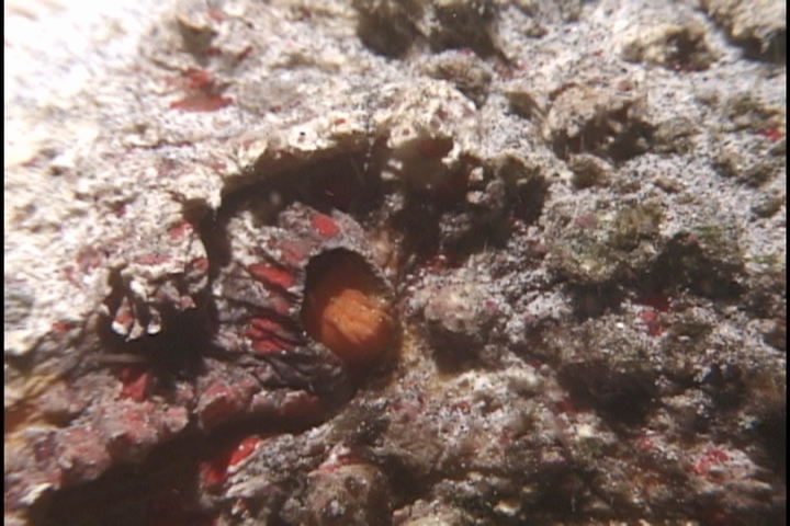 keyframe of organism