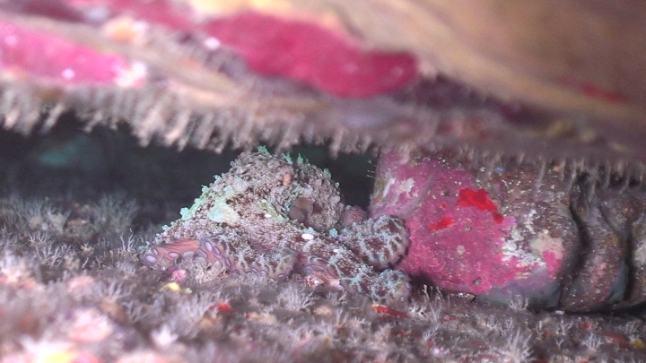 keyframe of organism
