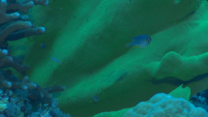 keyframe of organism