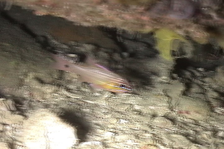 keyframe of organism