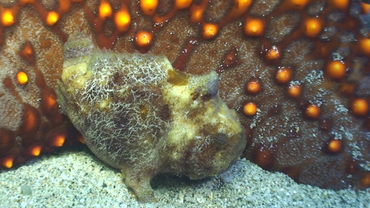 keyframe of organism