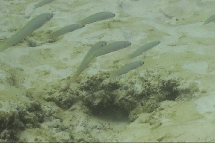keyframe of organism
