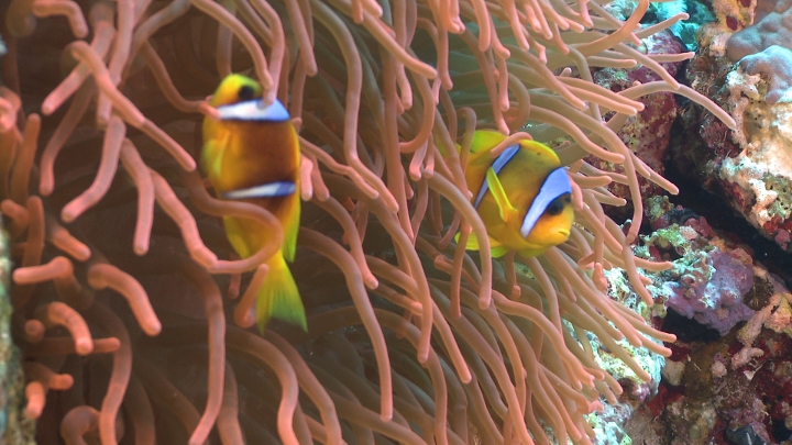 keyframe of organism