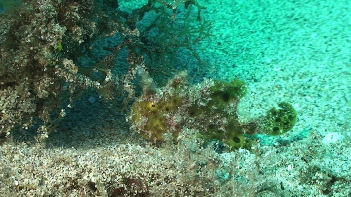 keyframe of organism