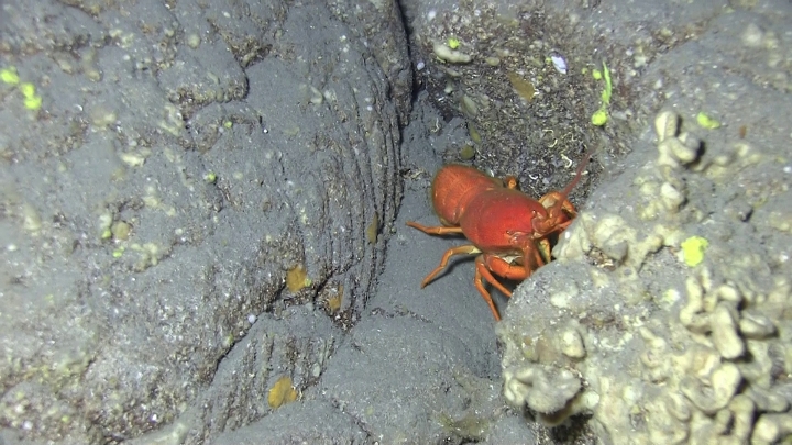 keyframe of organism