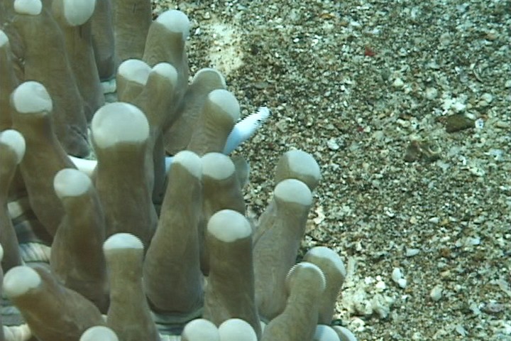 keyframe of organism