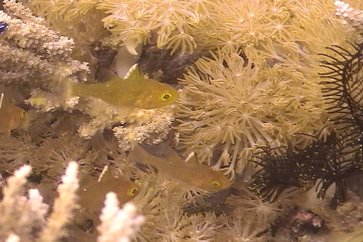 keyframe of organism