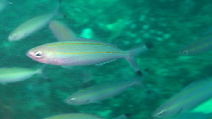 keyframe of organism
