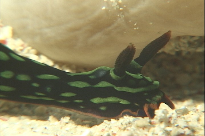 keyframe of organism