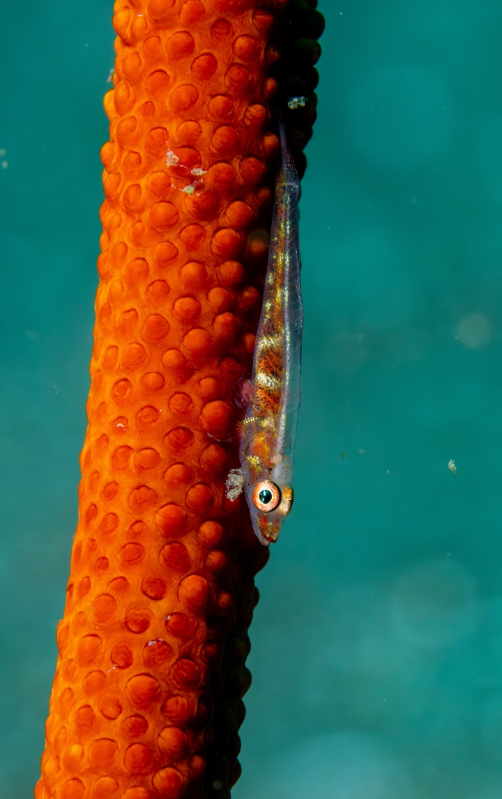 keyframe of organism