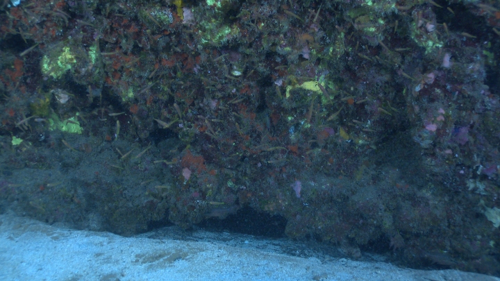 keyframe of organism