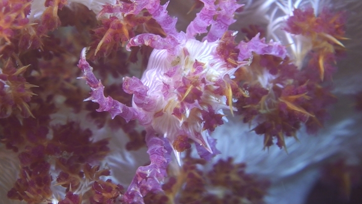 keyframe of organism