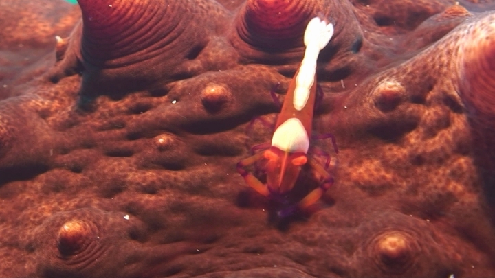 keyframe of organism