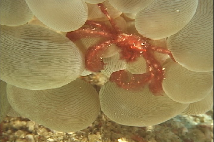 keyframe of organism