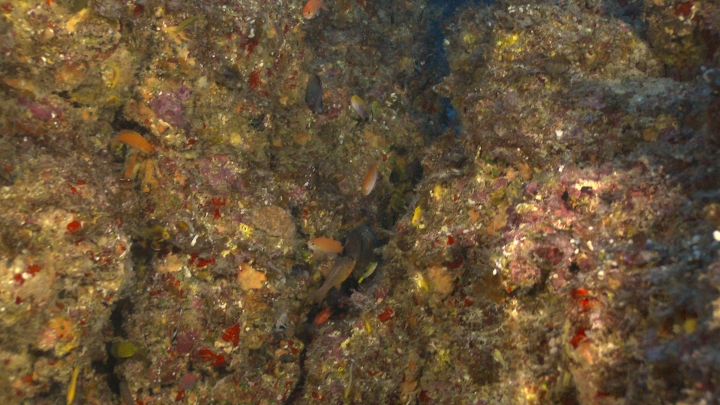 keyframe of organism
