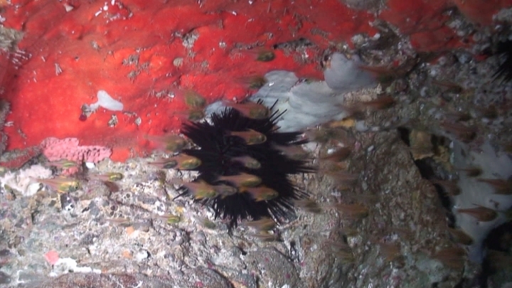 keyframe of organism