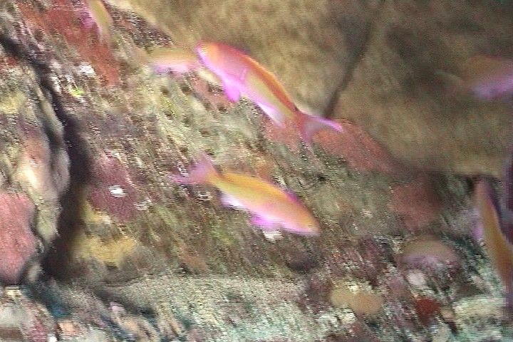 keyframe of organism