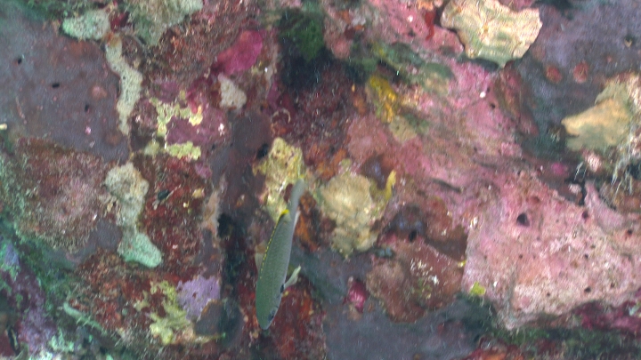 keyframe of organism