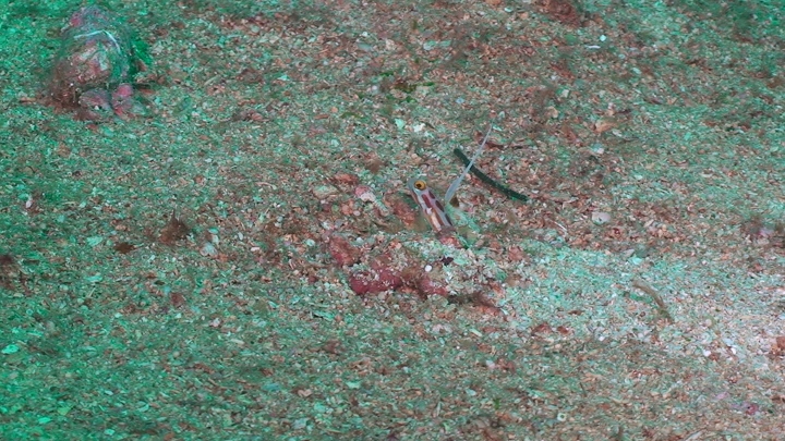 keyframe of organism