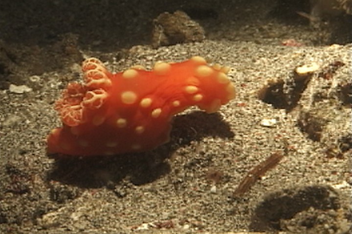 keyframe of organism