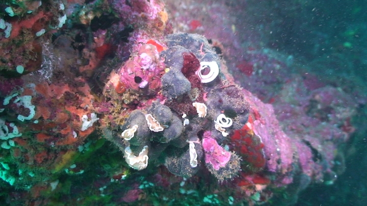 keyframe of organism