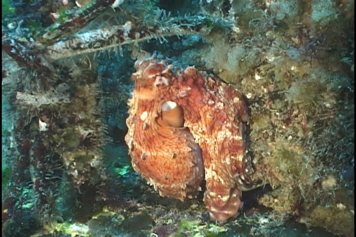 keyframe of organism