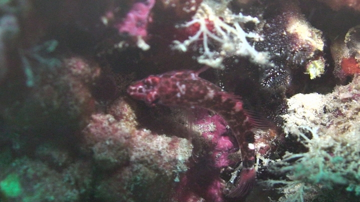 keyframe of organism