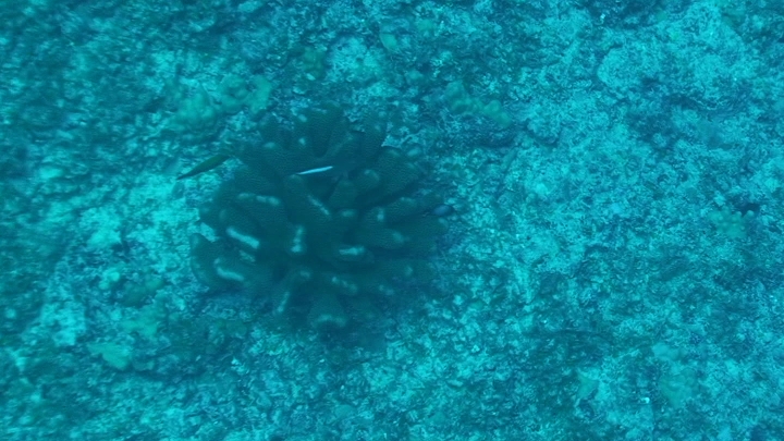 keyframe of organism