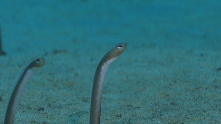 keyframe of organism