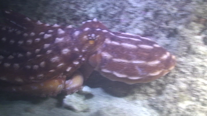 keyframe of organism